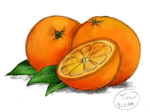 【免费学画画】今天教你画橙子,记得交作业