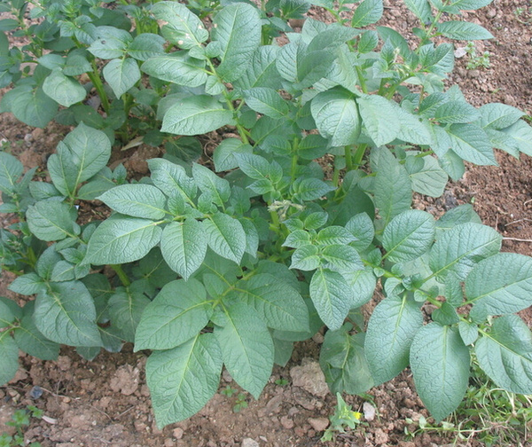土豆种植技术马铃薯栽培技术大全室外消防取水栓操作指南图片