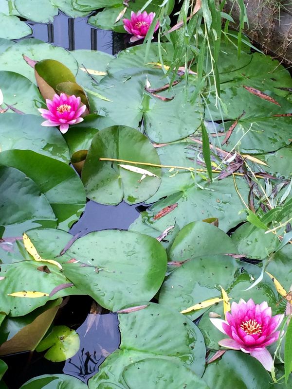 射阳:初秋雨后莲花依旧鲜艳