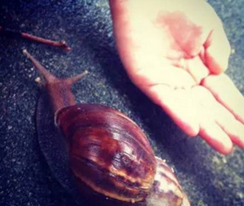 非洲大蜗牛入侵福建泉州 可传播结核病和脑膜炎