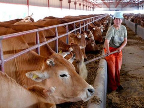 肉牛养殖利润分析目前,农村小型养牛场越来越多,为使小型养牛场