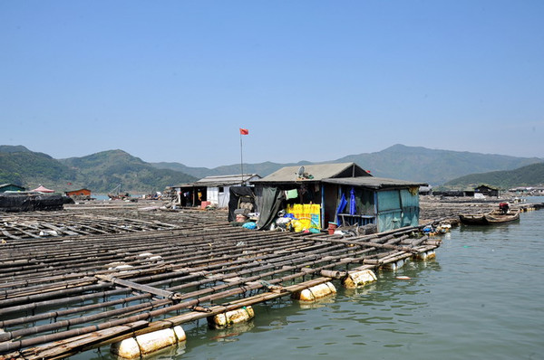 霞浦:东安渔排养殖海带的"海上威尼斯"