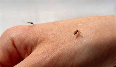秋天比较常见的是白纹伊蚊,三带喙库蚊,被这两种蚊子咬上一口,立即能