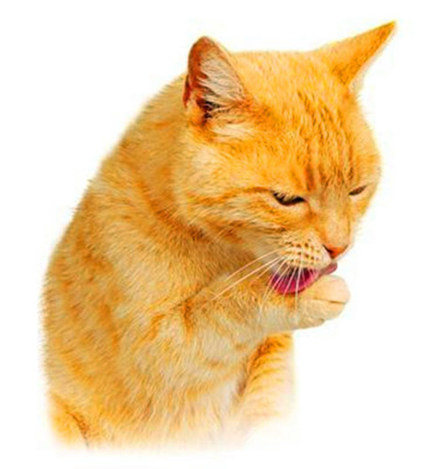 猫咪呕吐黄水不吃东西