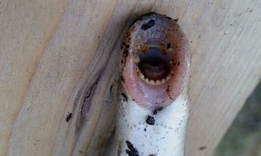 七鳃鳗重现英国河道照片僵鱼长什么样子
