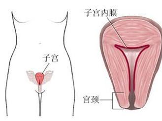 内膜5mm来月经正常吗_子宫内膜5mm算薄吗_月经期间子宫内膜5mm