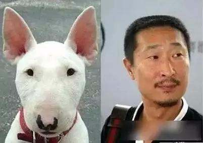 动物明星脸!明星看到这些内心几乎是崩溃的.