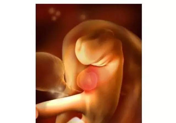 超齐全的胎儿发育3D图 妈妈肚里宝贝每周一变