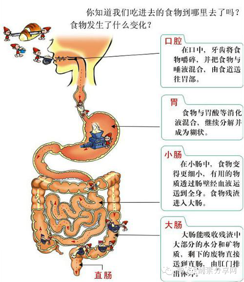 出现消化不良症状后,应早做调理与治疗,最大程度的降低其他严重并发症