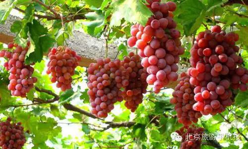 什么是众果富硒葡萄?