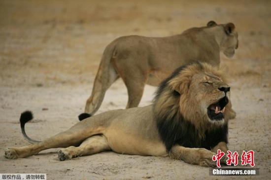 图为雄狮塞西尔（下）资料图。塞茜尔是津巴布韦最有名狮子，也是当地最年老的狮子之一。 视频：美国：涉嫌猎杀狮王“塞西尔”的牙医重返工作岗位 来源:上海东方高清
