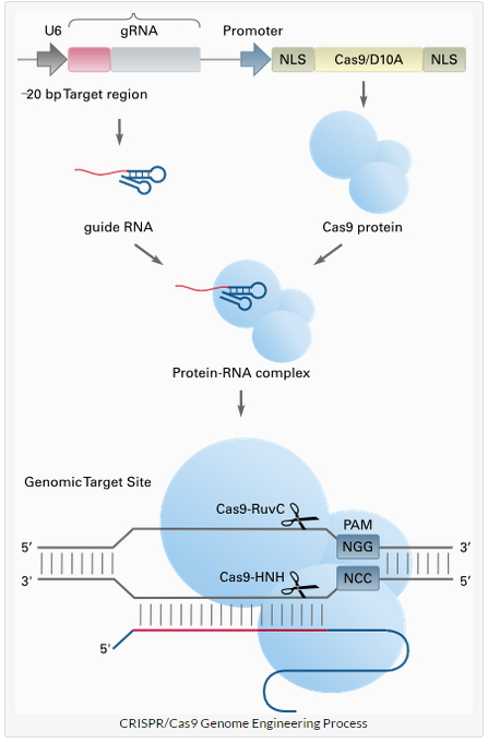 nature子刊:双功能crispr-cas9,可同步实现基因