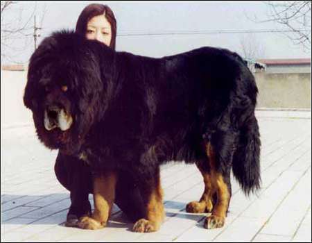 世界上十大最凶悍猛犬 中国藏獒称霸