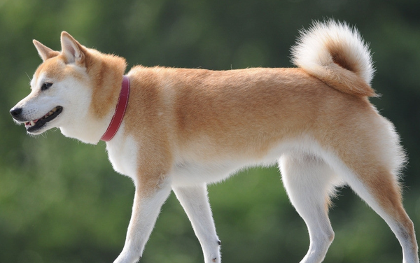 本文从犬吠法,即在不同的时间,突然闻到狗叫声的不同寓意来分析.