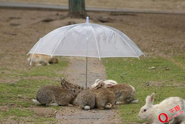 治愈系小动物们下雨天撑伞!