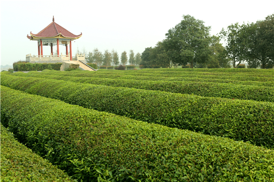 江西南昌:凤凰茶海_手机搜狐网