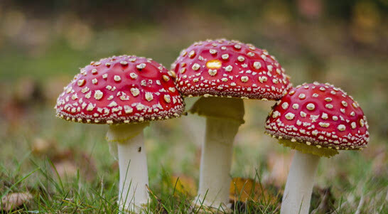 正文  9月10日讯 近期,辽宁省,吉林省多地出现多起群众食用野生蘑菇