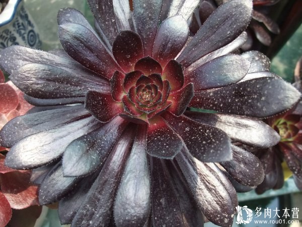 法师控的福音:莲花掌属法师系列十大明星多肉起底