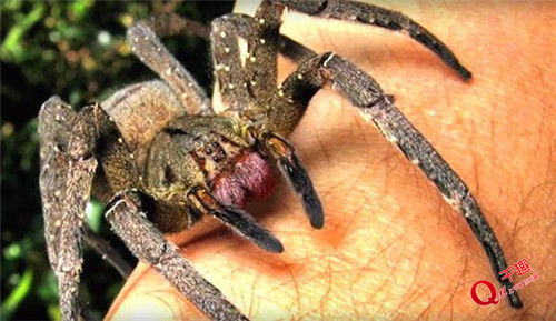 世界最毒5种蜘蛛,被咬后伤口触目惊心