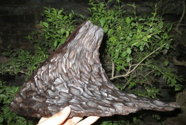 阴沉木被称为
