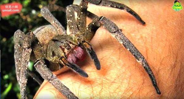 相较于悉尼漏斗网蜘蛛,六眼沙蛛比较不会主动去咬人,也不会咬很多次