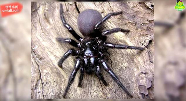 全世界最毒的5种蜘蛛,咬到人类后留下的恐怖
