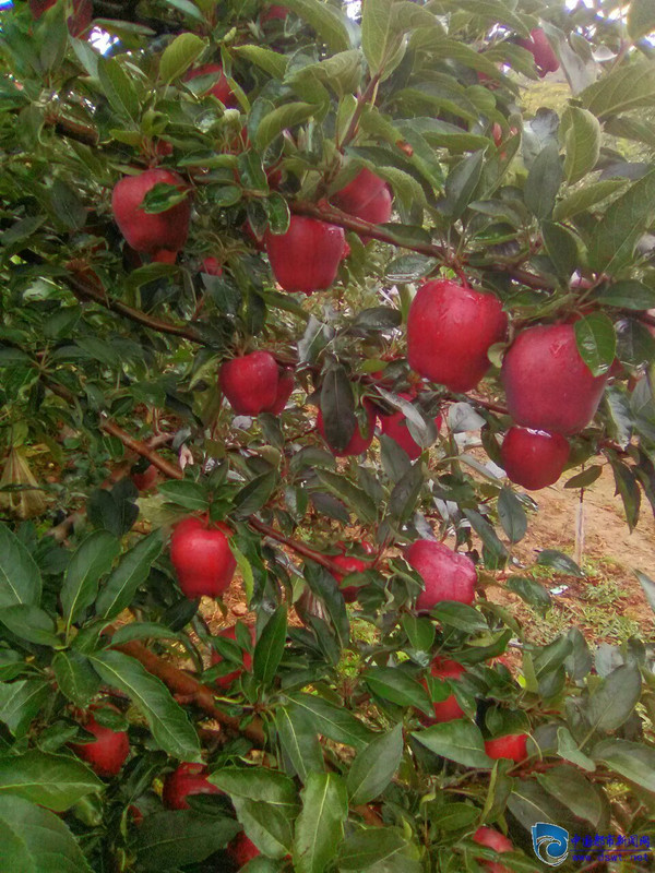 甘肃苹果源于庄浪县河北村