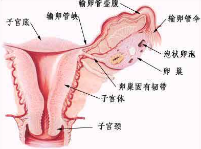 输卵管异常临床常见三大检查方法