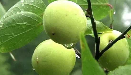 大力菠菜吃做法,瘦身达人吃这些!燃脂蔬菜汤的水手图片