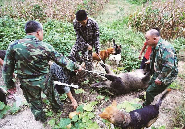 湖北十堰野猪下山疯狂抢粮 警方3天击毙14头