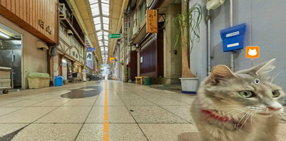 日本广岛旅游局为猫咪定制了一套旅行攻略(组