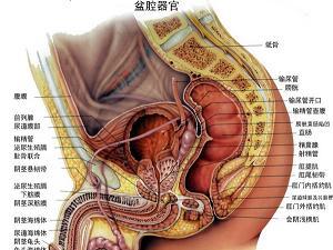 男科的常见病——前列腺增生