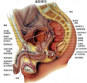 男科的常见病——前列腺增生