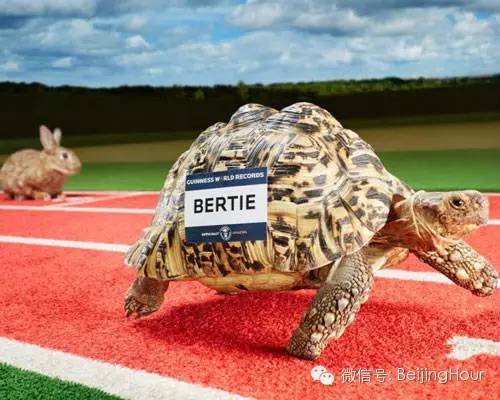 最快的乌龟