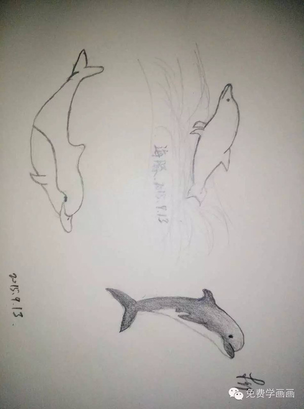【作业点评2】这么可爱的海豚,你画出来了吗?