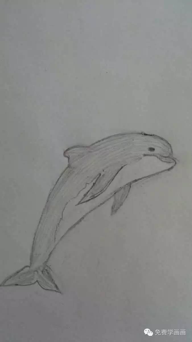 【作业点评2】这么可爱的海豚,你画出来了吗?