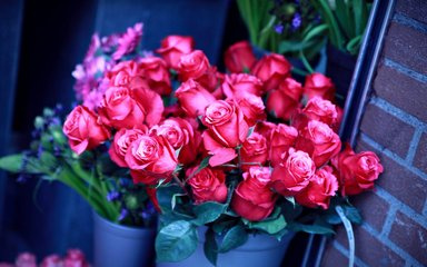 download mobile wallpaper plants, flowers, roses for free.