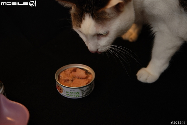 猫咪吃了罐头呕吐拉肚子怎么办?_自媒体_YOK