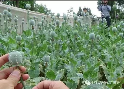 南阳村医废弃院内种大量罂粟 被判有期徒刑2年