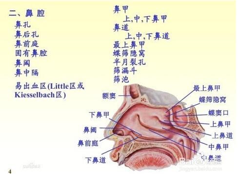 过敏性鼻炎最有效的8种治疗方法