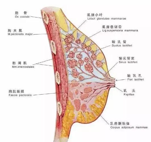 为胸部提供支撑的叫做 乳房悬韧带(suspensory ligaments),也叫