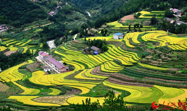 图为9月13日在宁强县巴山镇石羊栈村拍摄的丰收的稻田.(吴天文 摄)