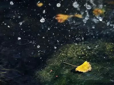 古诗词中的秋雨,大都落在了梧桐上