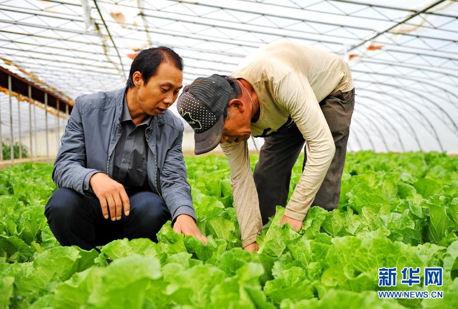 农业专家董道峰(中)在日喀则市南木林县艾玛乡恰热村为当地农业技术