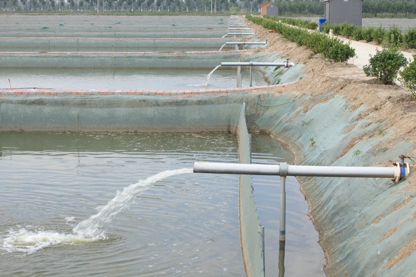 探秘珍稀水产生态养殖基地