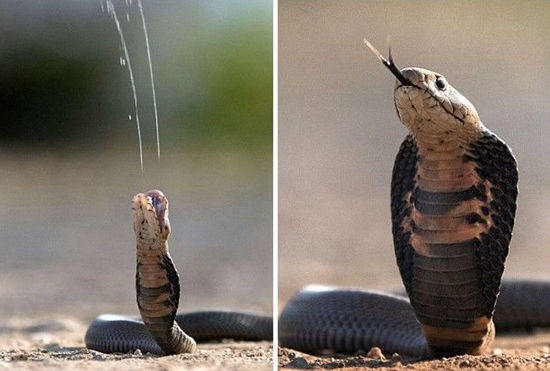 南非摄影师在2米距离处捕捉到眼镜蛇喷毒液的瞬间