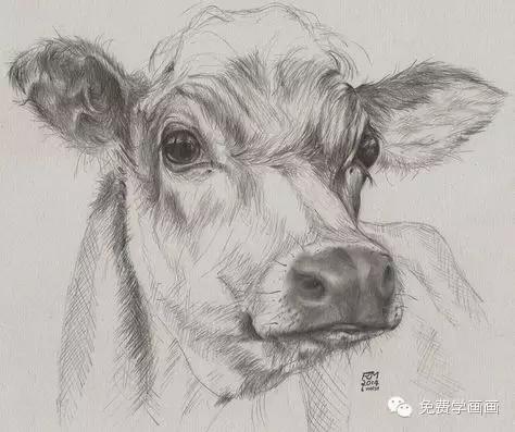 免费学画画,今天教你画牛
