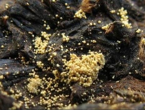 茯砖茶的发花:冠突散囊菌