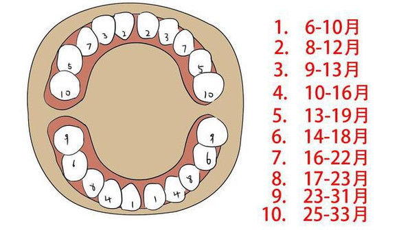 一般都是门牙或者下面中间的两颗先萌发出来的,但有些宝宝的长牙顺序