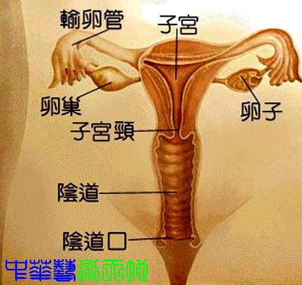 女性来月经的原理_月经停止   怀孕前的第一信号就是\